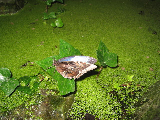 06-04-09-0101