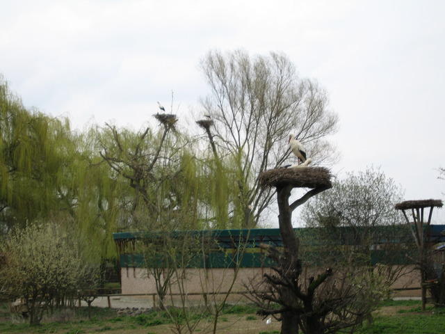 06-04-09-0106