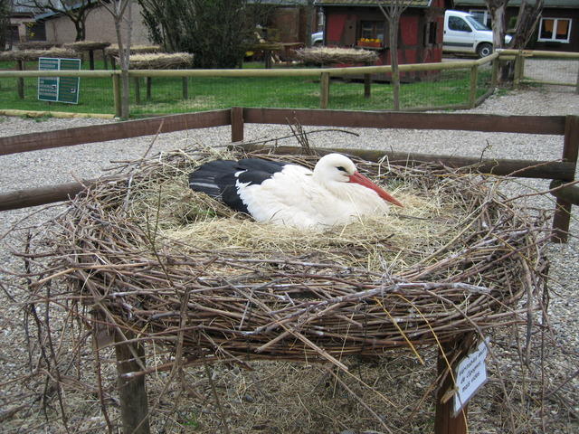 06-04-09-0109