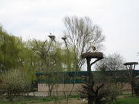 06-04-09-0106