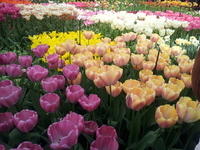 2013-Holland